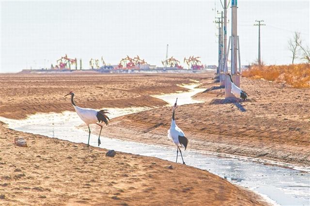 鹤影滩涂舞 井站生态兴.jpg