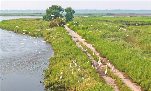 大港油田：降噪控污守湿地 水鸟安然乐栖息.jpg
